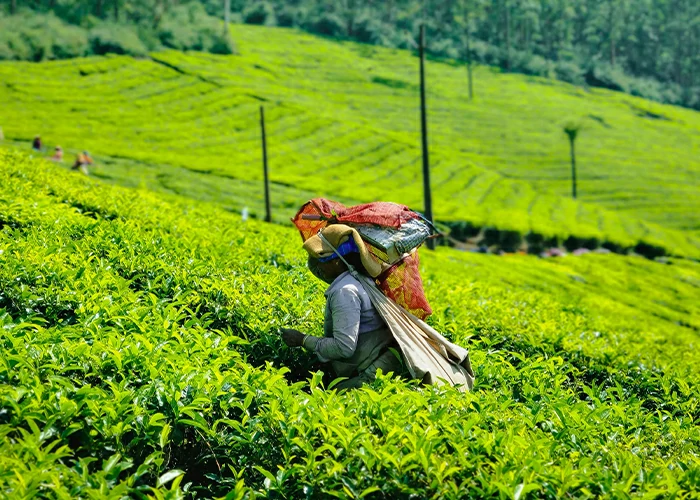 Women Picking Tea Leaves